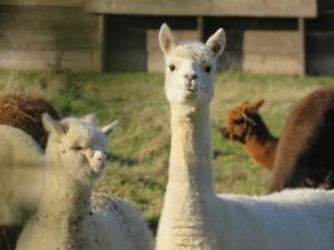 Lamas